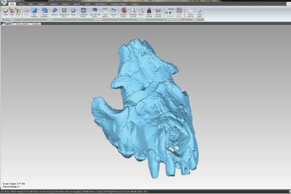3D scan of hyena skull