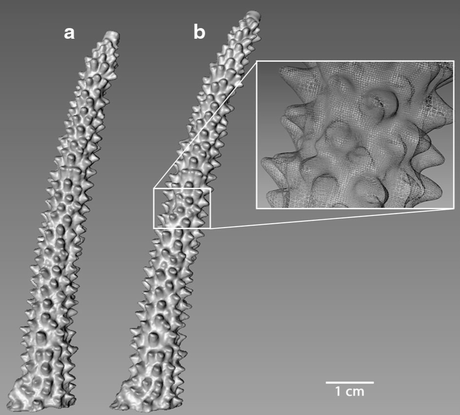 scientific-research-coral-growth