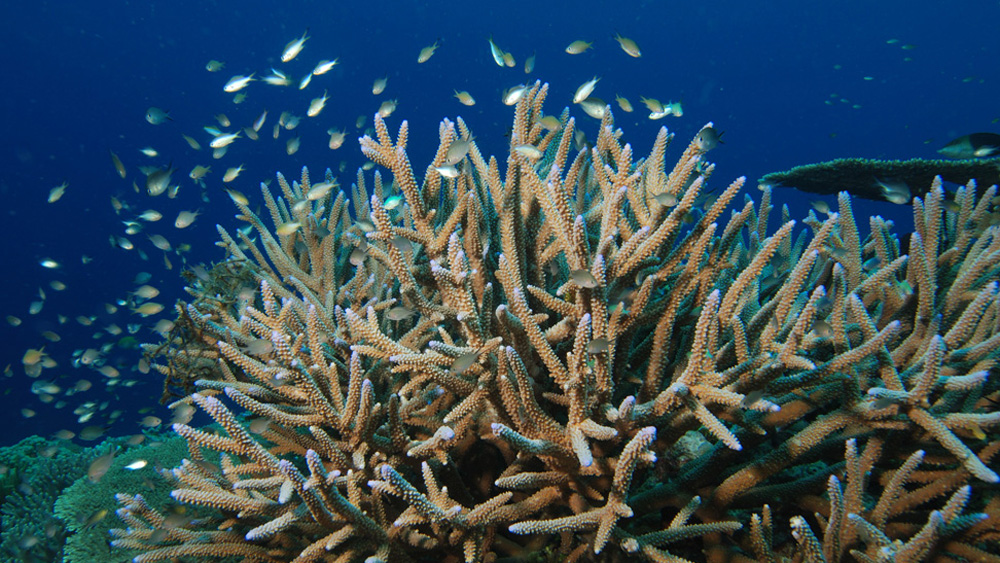 staghorn-coral