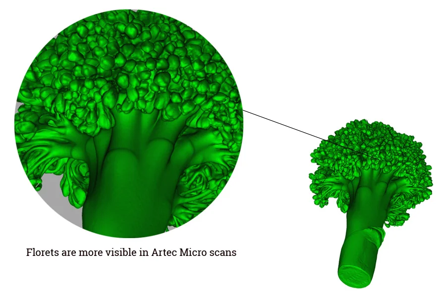 Closeup of the broccoli scans